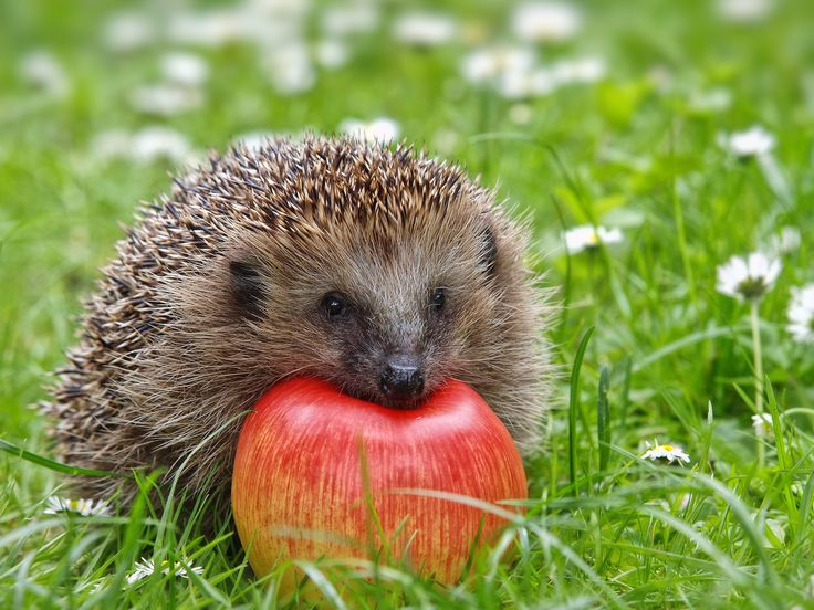 Pin Von Nini Three Auf Hedgehog | Tierbabys, Tierkinder, Tiere tout Tierbilder Kostenlos