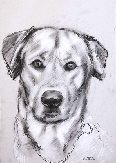 Portraits De Chiens En Peinture Et Dessin | Portraits De encequiconcerne Dessin Tete Chien