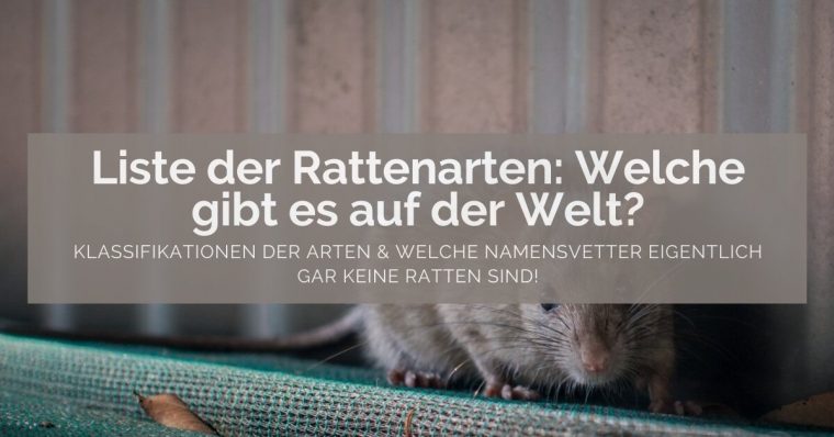 Rattenarten Liste ᐅ Welche Gibt Es In Deutschland? intérieur Welche Gendefekte Gibt Es