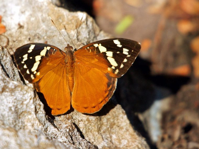 Schmetterlinge / Raupen destiné Raupen Und Schmetterlinge