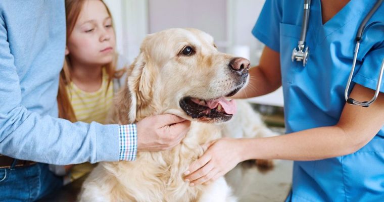 Six Choses À Savoir Sur L'Assurance Pour Animaux De destiné Animaux Et Compagnie