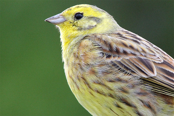 So Überleben Vögel Im Winter – Nabu intérieur Einheimische Vögel Im Winter