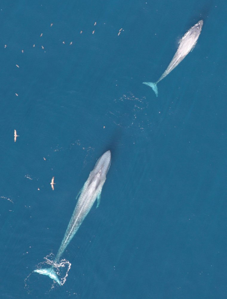 Spectaculaire Redressement De La Population Des Baleines concernant La Baleine Bleue Cherche De L Eau