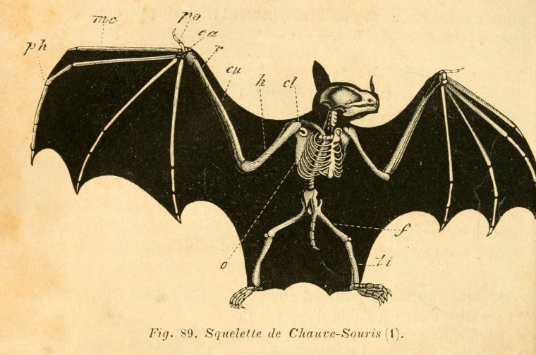 Squelette De Chauve-Souris | Animal Skeletons, Animals serapportantà Chauve Souris Dessin