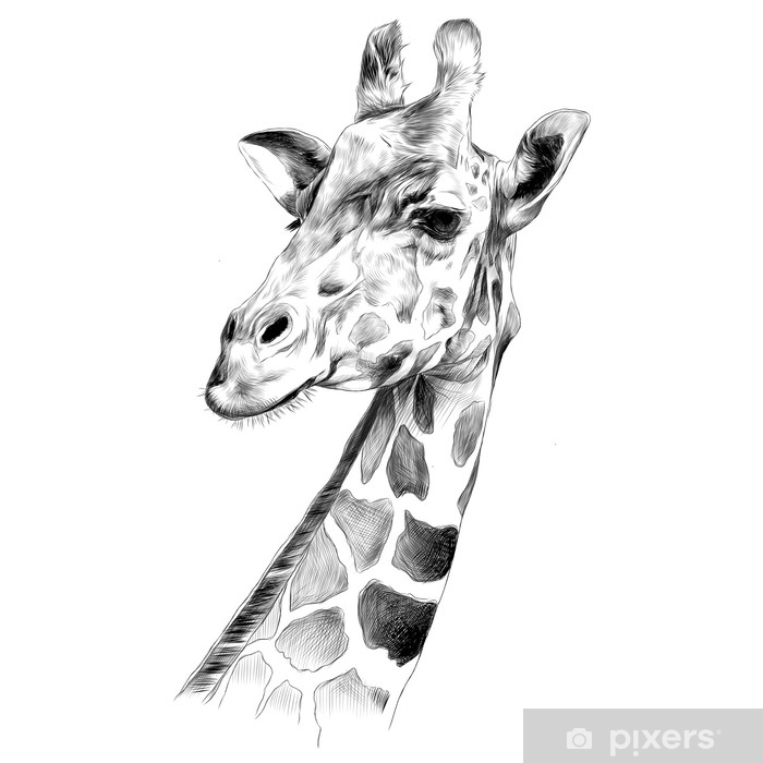 Sticker La Tête D'Une Girafe Croquis Dessin Vectoriel encequiconcerne Girafe Dessin Facile