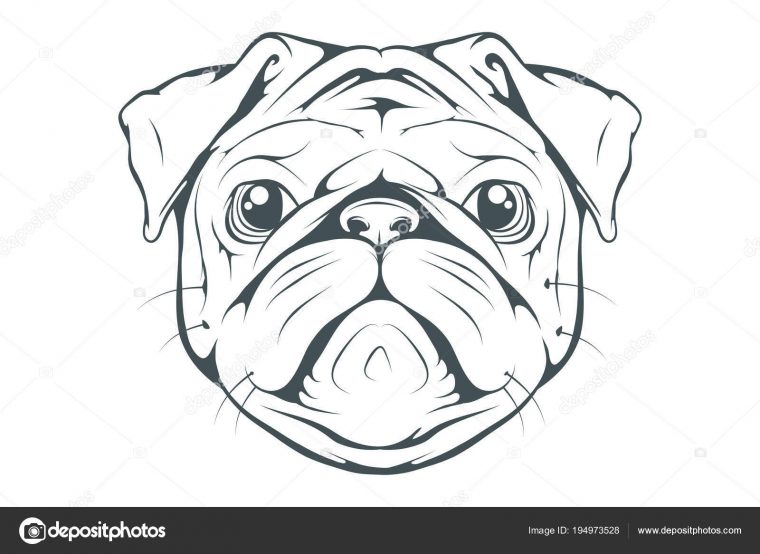 Tête Chien Pug Illustration Vectorielle — Image dedans Tete De Chien Dessin