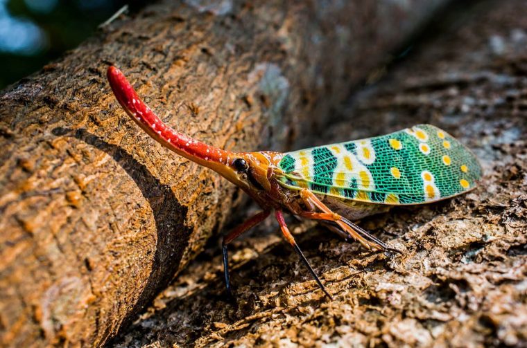 Tiere Im Regenwald – Die Faszinierende Artenvielfalt Des avec Welche Teile Der Kartoffel Sind Giftig