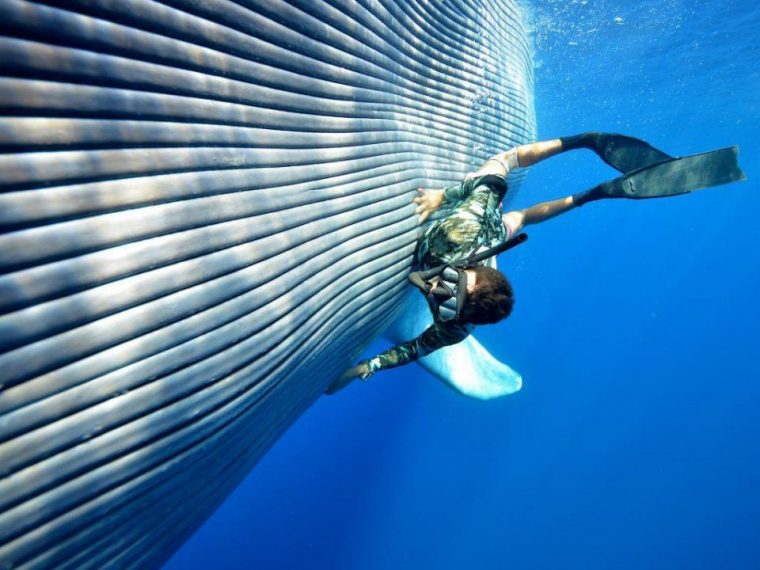 Underwater : Notre Sélection Des 20 Plus Belles Photos De pour La Baleine Bleue Cherche De L Eau