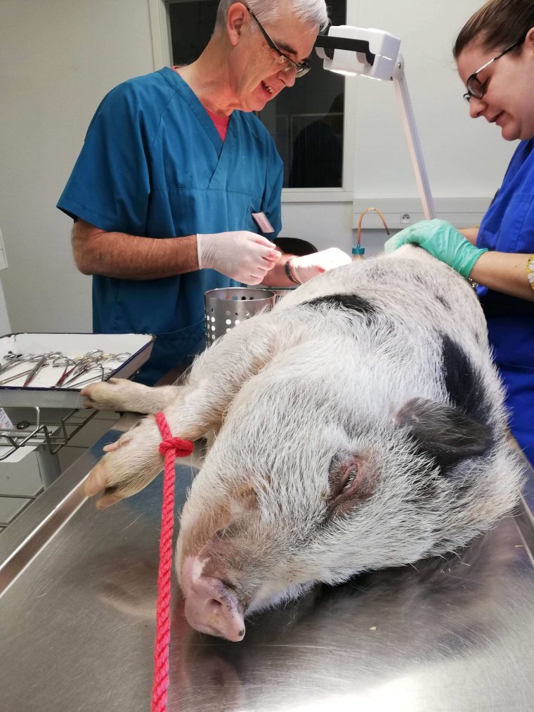 Vétérinaire Animaux De La Ferme Seurre (21 Côte D'Or dedans Animaux De La Ferme