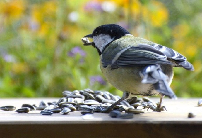 Vögel Im Garten Füttern | Vögel Erkennen, Vögel Im Garten dedans Einheimische Vögel Im Winter