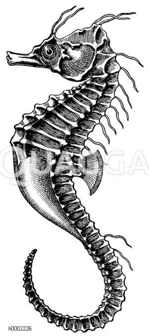 Wiederkäuermagen: Schema – Quagga Illustrations concernant Seepferdchen Säugetiere