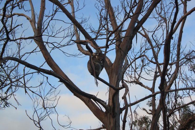 World With Matt: Australia – Victoria, South Australia And à Wie Heißen Die 12 Apostel