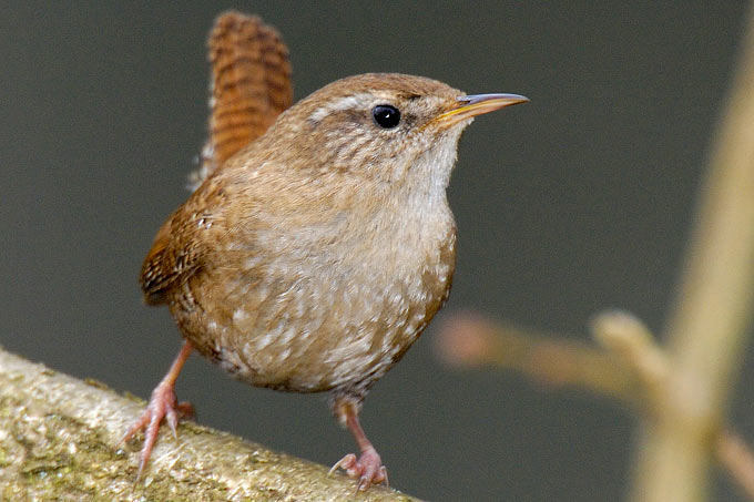 Zaunkönig – Nabu pour Einheimische Vögel Im Winter