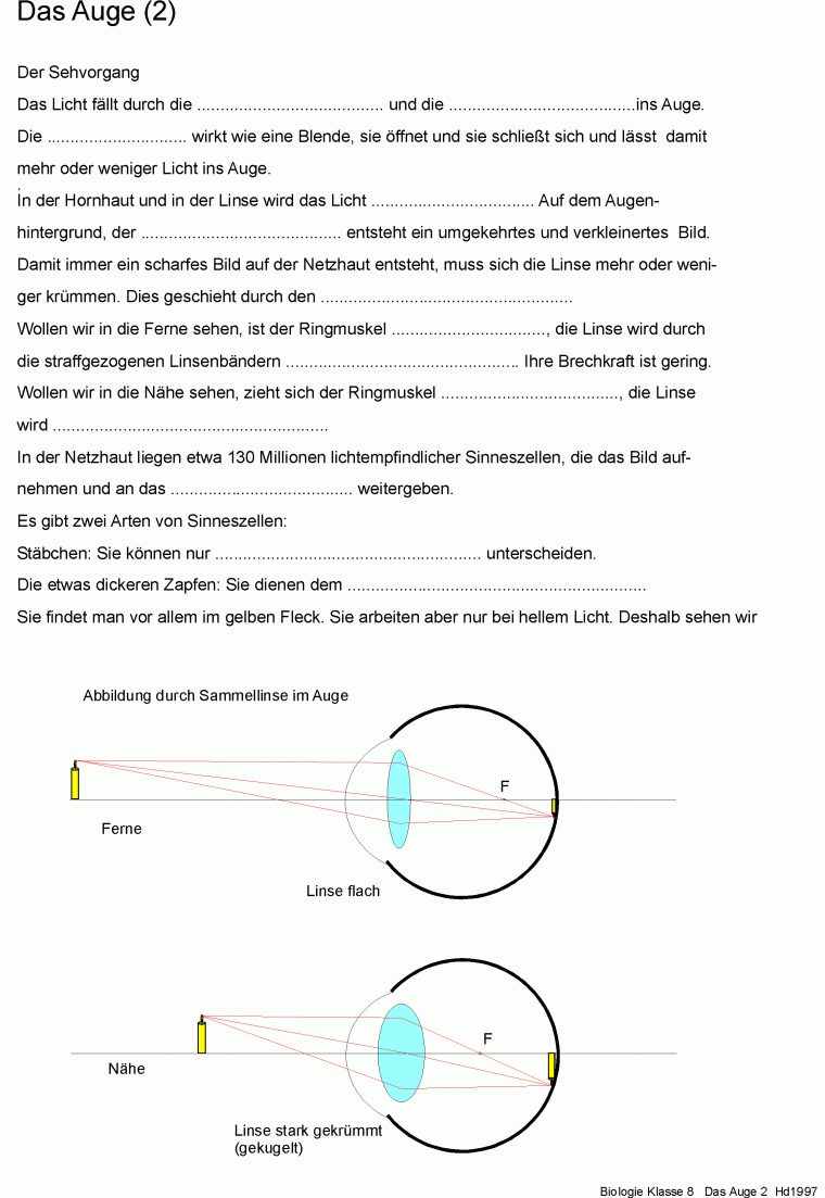 Herunterladen Gif-Grafik encequiconcerne Aufbau Auge Grundschule