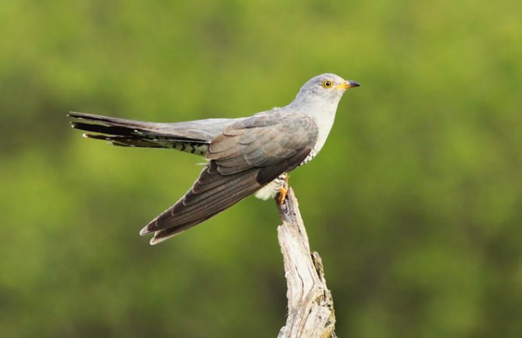 Kuckuck – Herzton destiné Kuckuck Kuckuck Rufts Aus Dem Wald