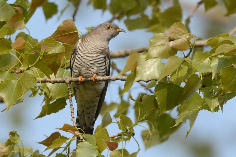 Kuckuck, Kuckuck, Ruft'S Aus Dem Wald? – Lbv – Gemeinsam serapportantà Kuckuck Kuckuck Rufts Aus Dem Wald