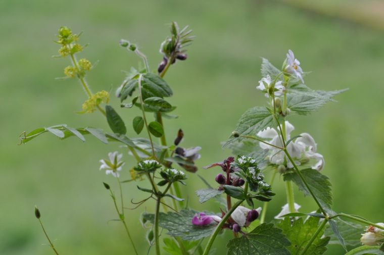 Kuckuck, Kuckuck, Rufts Aus Dem Wald… | Naturgartenblog concernant Kuckuck Kuckuck Rufts Aus Dem Wald