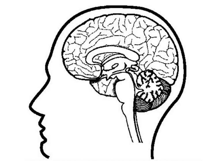 brain coloring page