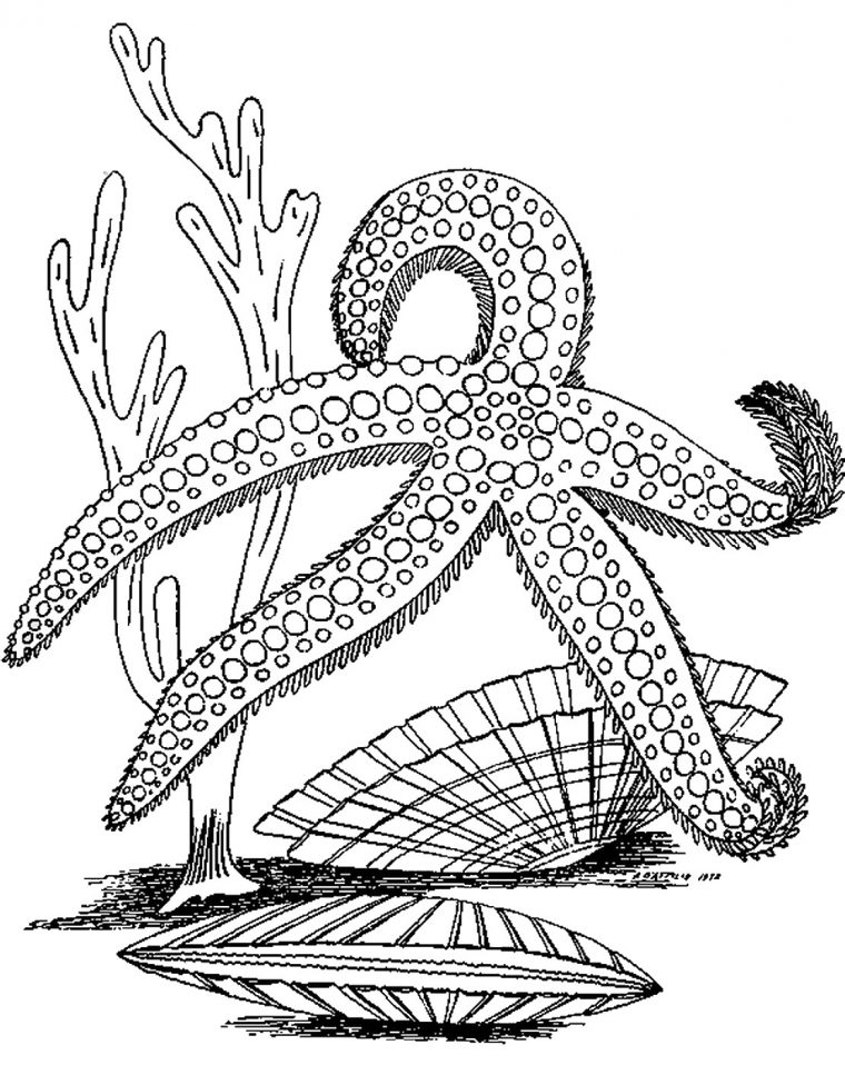 coloring pages starfish