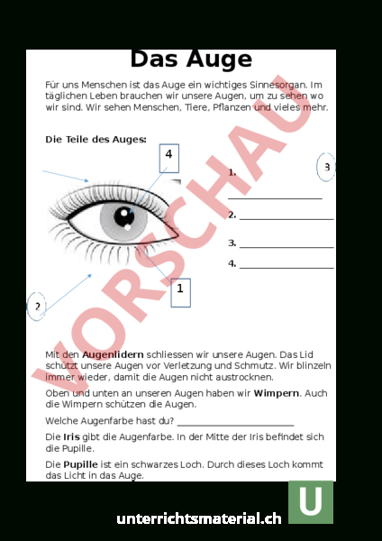 .Unterrichtsmaterial.ch – Biologie – Anatomie à Aufbau Auge Grundschule