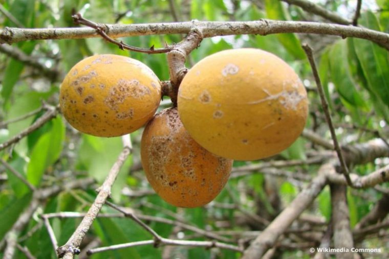 13 Obst, Früchte Und Gemüse Mit &quot;U&quot; Am Anfang destiné Gemause Mit Y Am Anfang