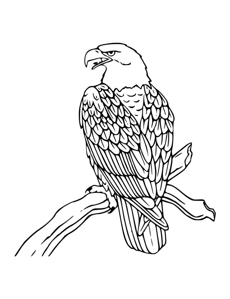 bald eagle coloring page