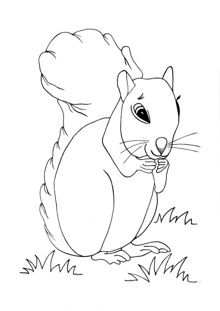 squirrel coloring page