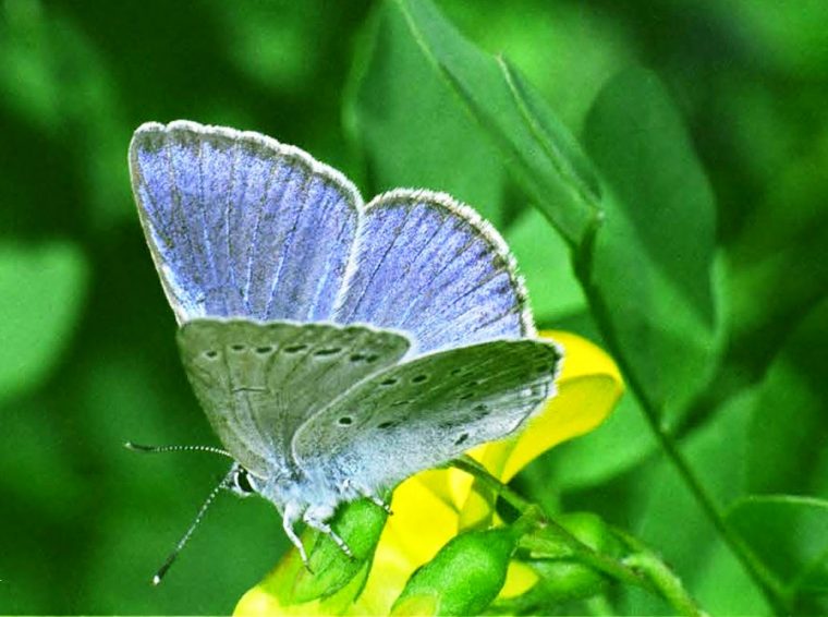 Association Pour Sainte-Victoire: Réintroduction D'Un Beau pour Illustration De Papillons Bleus Volants