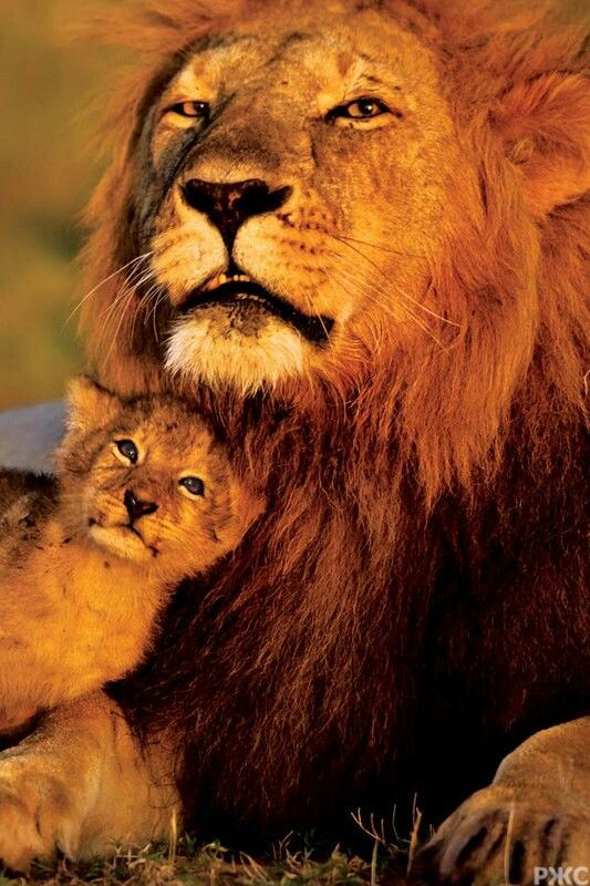 Beautiful Lion Dads With Their Cubs #Judah ♥ | Animals intérieur Kawaii Lionseau