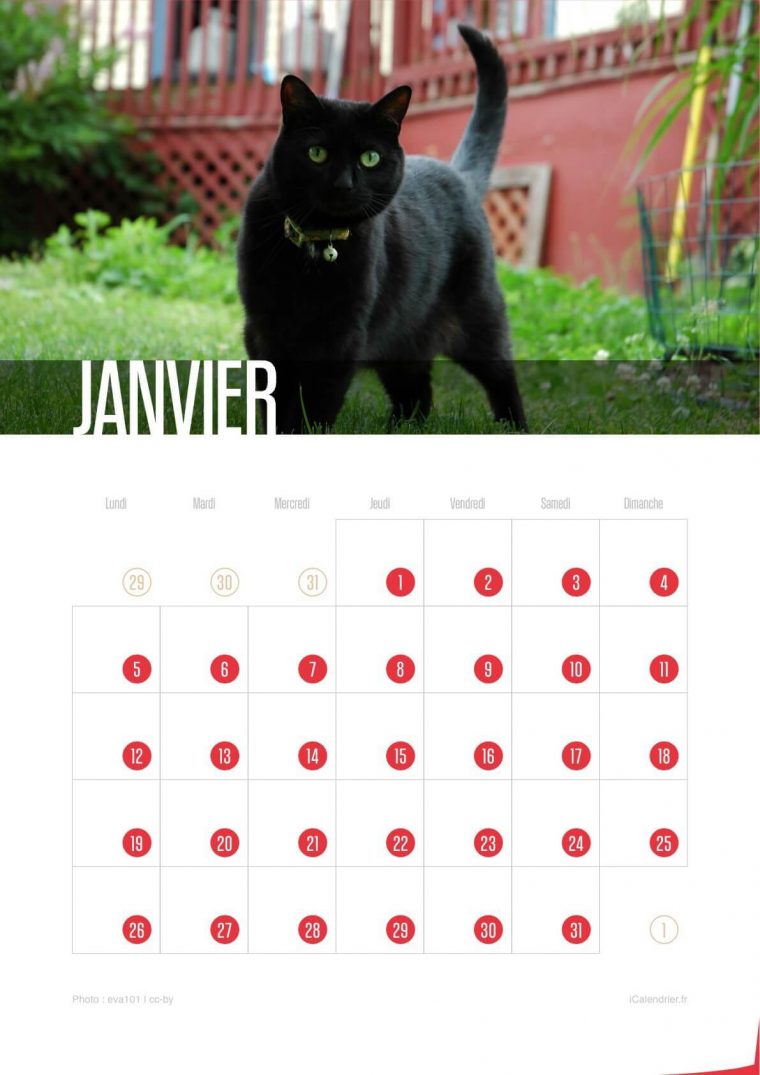 Calendriers Chats De Chatons 2015 – Icalendrier concernant Calendrier Enfant Imagejanvier Fevrier Mars