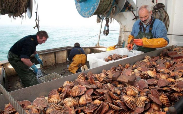 Charente-Maritime : La Campagne De Pêche Des Saint-Jacques encequiconcerne Compte De 1 A 10 Dans Titounis En Francais