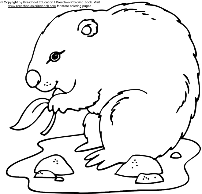 Coloriage Marmotte À Imprimer Pour Les Enfants – Cp17676 encequiconcerne Marmotte Qui Dort Dessin