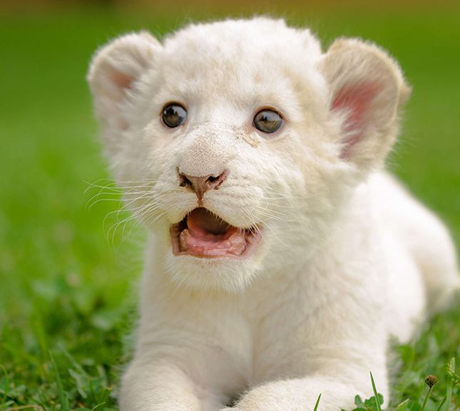 Cute Young White Lion | Baby Animals, Animals Beautiful destiné Kawaii Lionseau