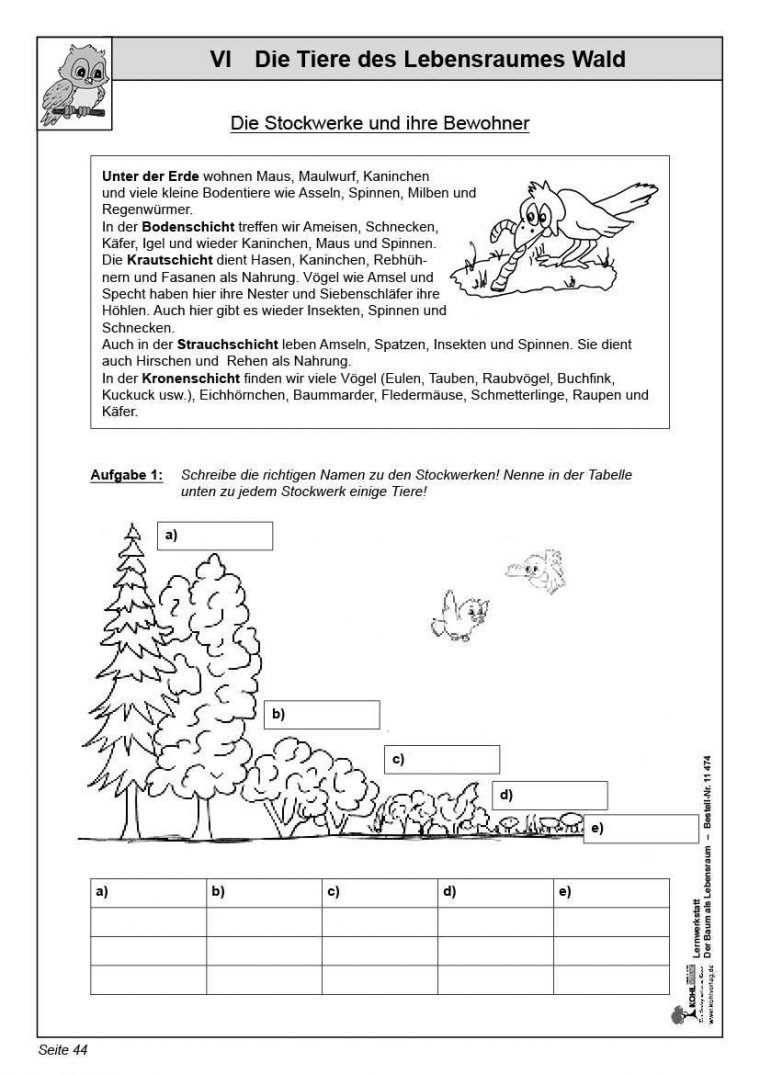 Das Auge Arbeitsblatt Klasse 7 – David Llewellyn Grundschule destiné Das Auge Arbeitsblatt Klasse 7 David Llewellyn Grundschule