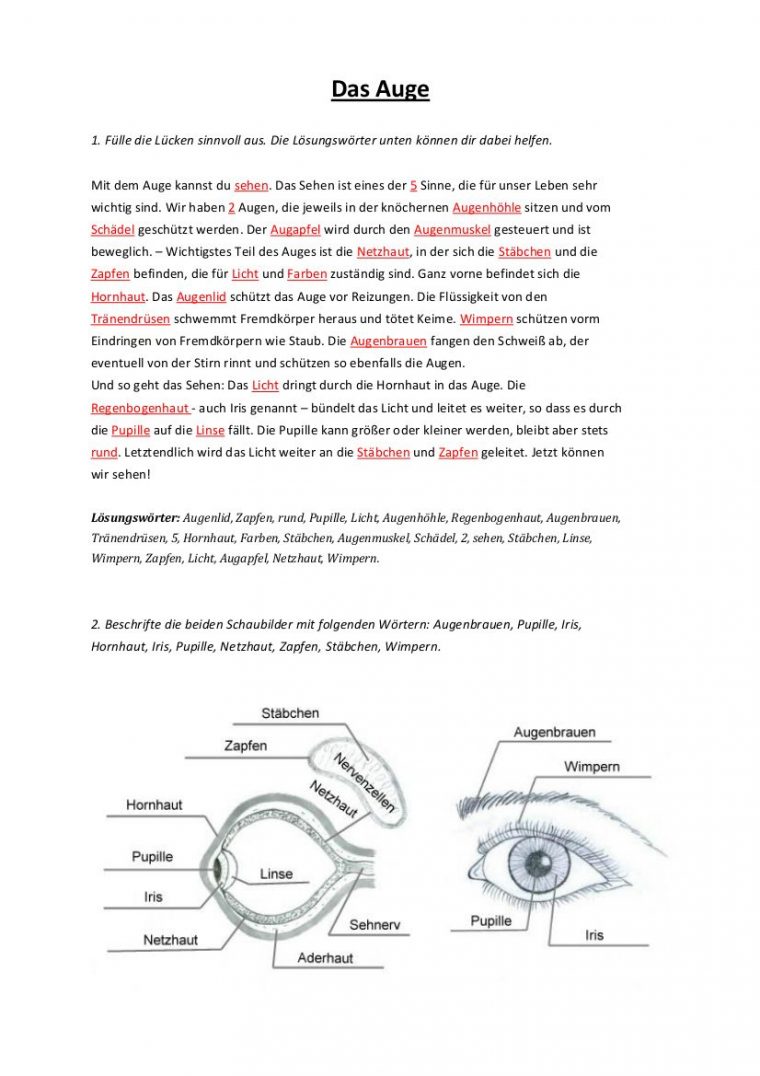 Das Auge Arbeitsblatt Klasse 7 - David Llewellyn Grundschule encequiconcerne Das Auge Arbeitsblatt Klasse 7 David Llewellyn Grundschule