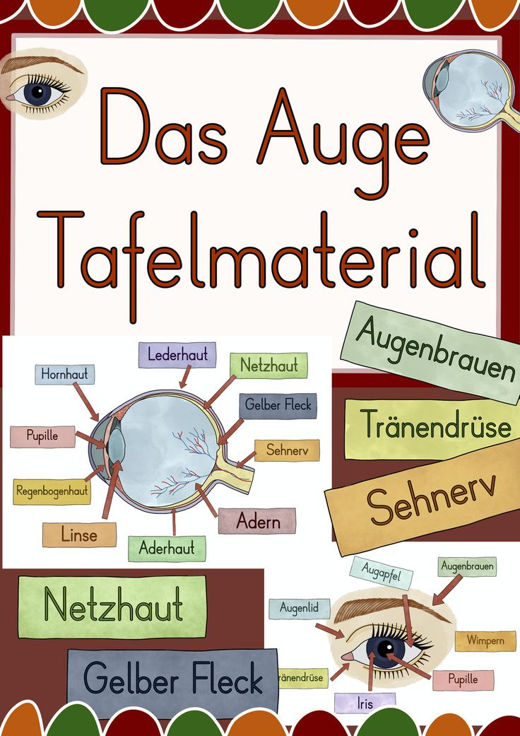 Auge Aufbau Und Funktion 8Klasse - GreatestColoringBook.com