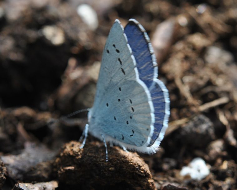 曆 Papillon Bleu : Azuré Des Parcs – Les Jardins De Malorie encequiconcerne Illustration De Papillons Bleus Volants