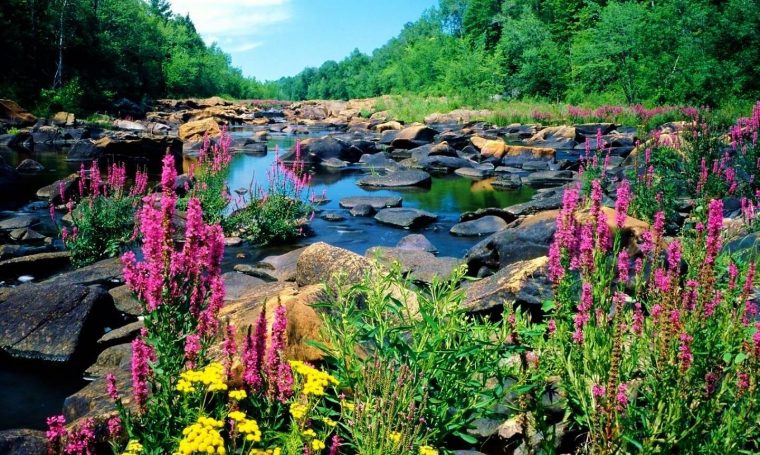 Fond D Écran Paysages De Printemps Gratuit Spring à Fond D&amp;#039;Accran Gratuit Oiseau Printemps