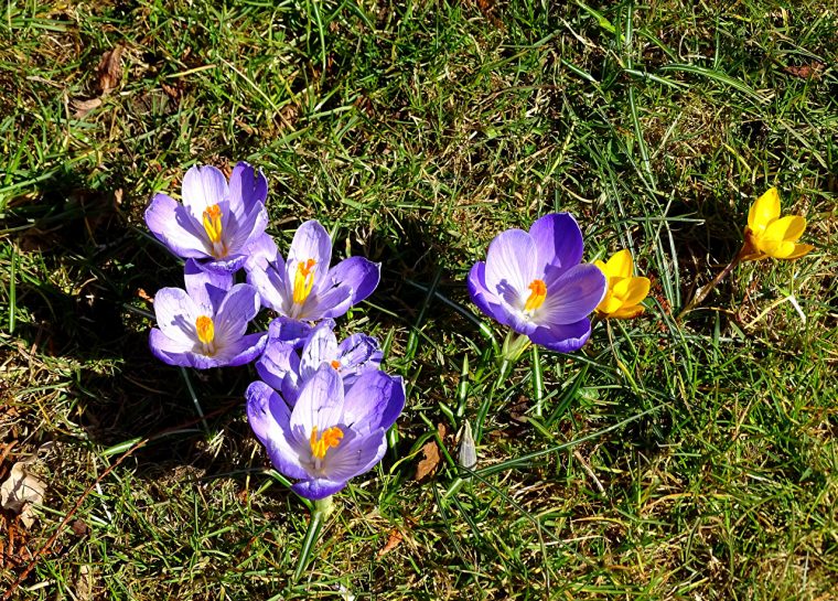 Fonds D'Ecran Printemps Crocus En Gros Plan Herbe Fleurs intérieur Fond D&#039;Accran Gratuit Oiseau Printemps