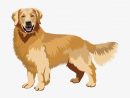 Golden Retriever Realistic Pencil Dog Drawing Drawing 