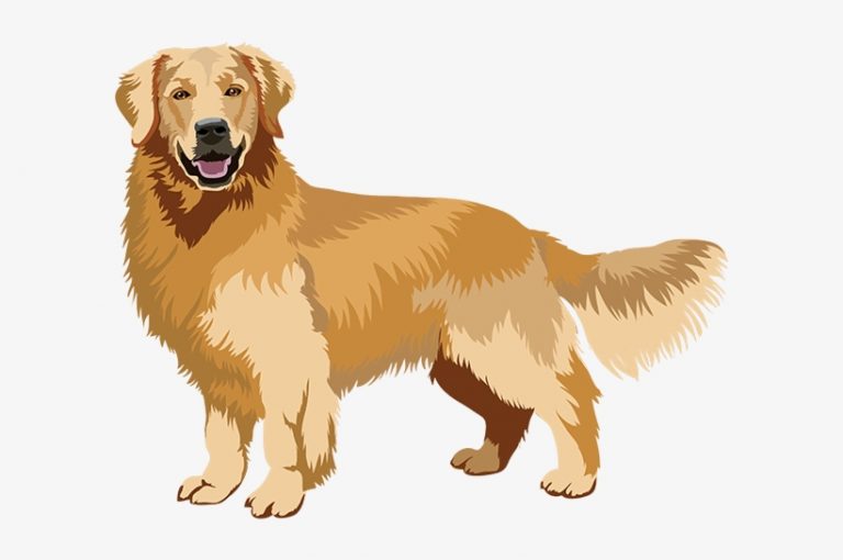 Golden Retriever Realistic Pencil Dog Drawing Drawing 