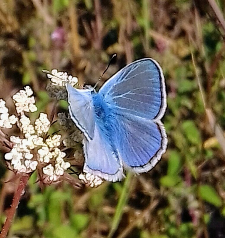 L'Argus Bleu (Polyommatus Icarus) – Le Monde Des Papillons pour Illustration De Papillons Bleus Volants