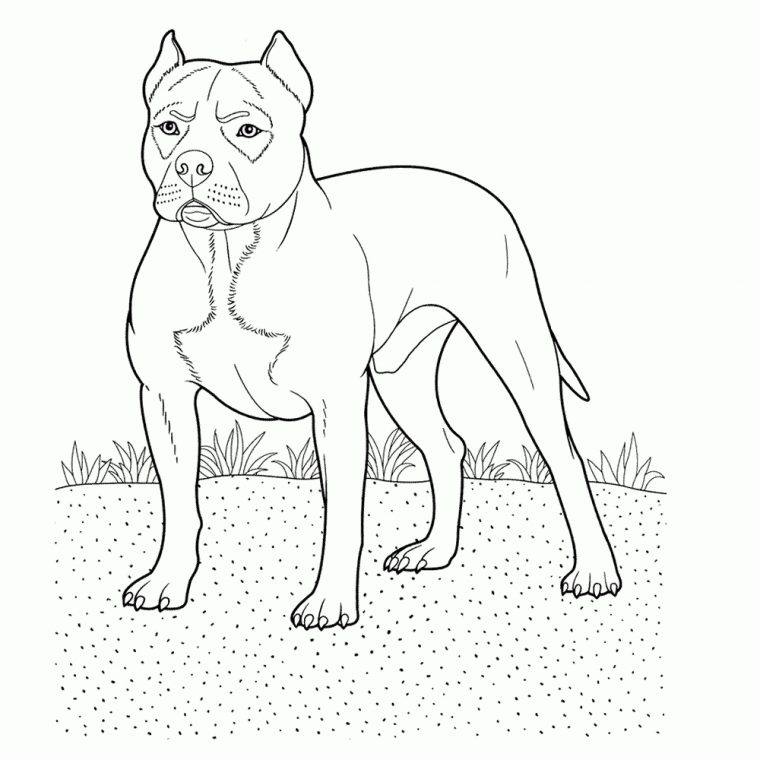 Leuk Voor Kids – Pitbull à Dessins A Colorier Rottweiler