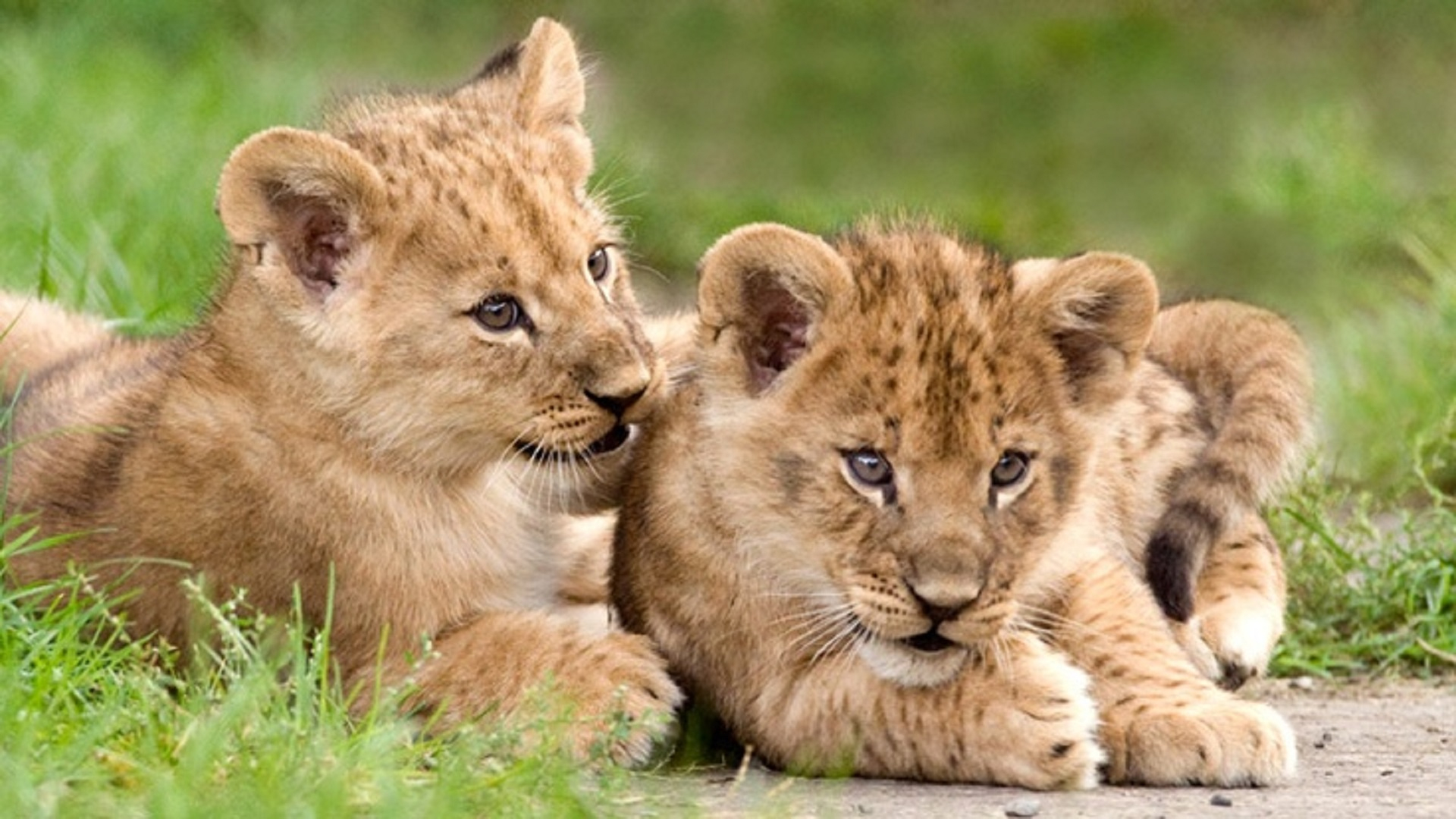 Lion Cub Wallpaper - Wallpapersafari avec Kawaii Lionseau