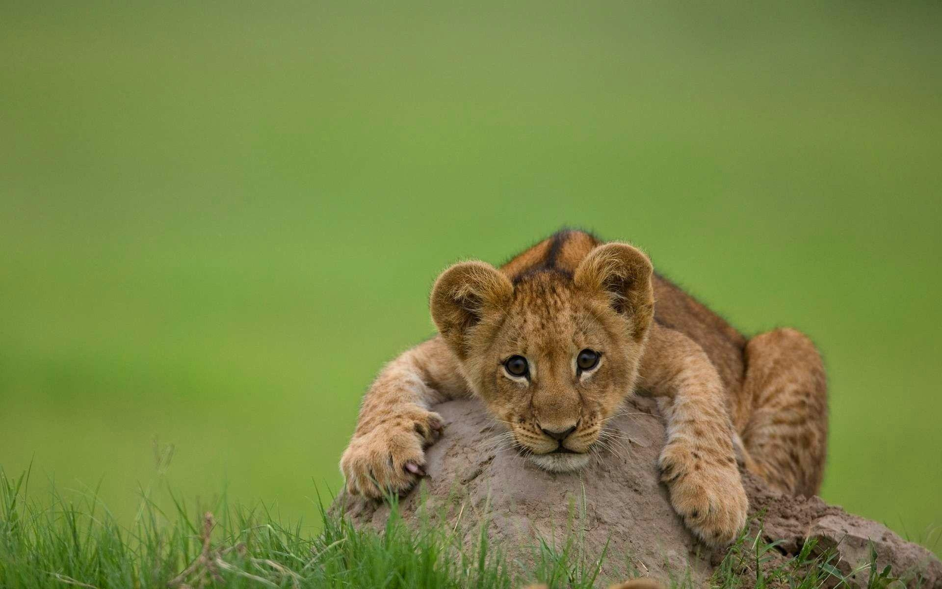 Lion Cubs Wallpapers - Wallpaper Cave dedans Kawaii Lionseau