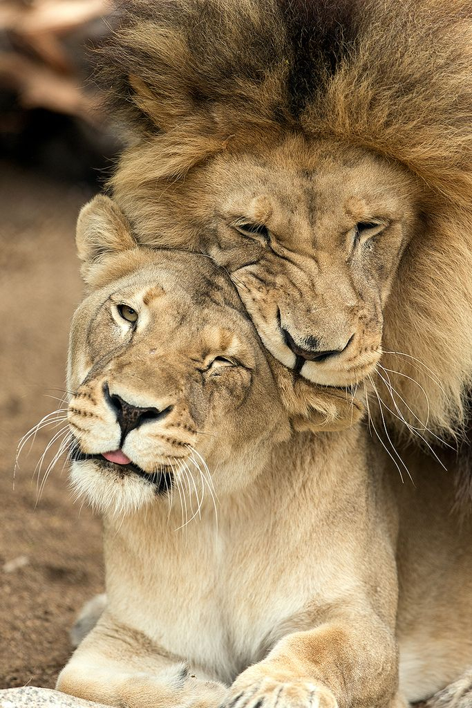 M'Bari And Etosha_10Q1153 | Animals, Cute Animals, Animals à Kawaii Lionseau