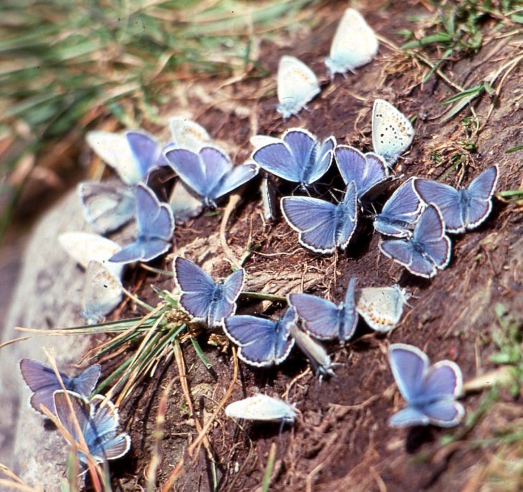 Mes Amis Papillons: Papillons Bleus concernant Illustration De Papillons Bleus Volants