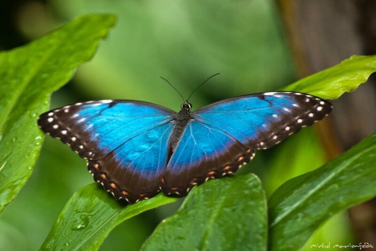 Papillon Bleu – B O T S O C L I C serapportantà Illustration De Papillons Bleus Volants