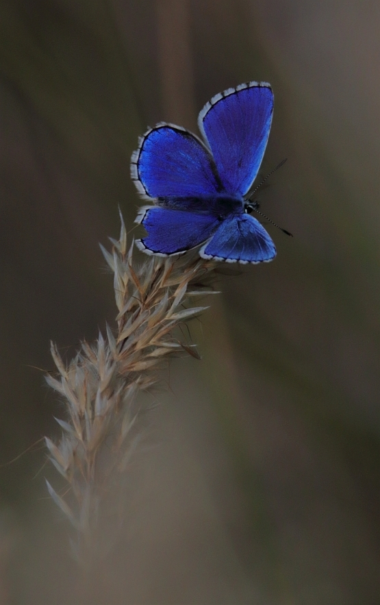 Papillon Bleu – Klipsi, Paparazzo Du Ciel avec Illustration De Papillons Bleus Volants