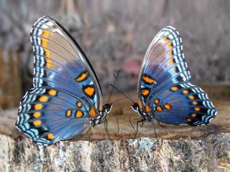 Pin By Florence On Les Papillons | Beautiful Butterflies tout Illustration De Papillons Bleus Volants